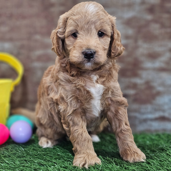 Gigi (Goldendoodle puppy)