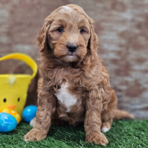 Gregor (Goldendoodle puppy)