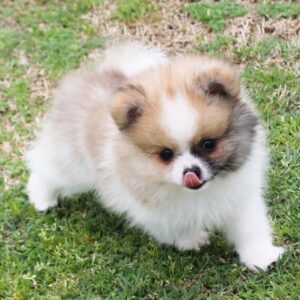 Crawford (Pomeranian puppy)