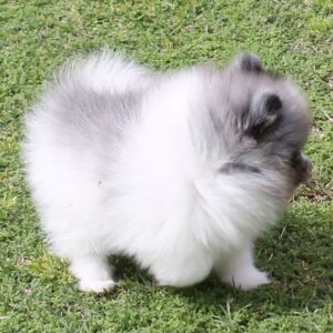 Cordell Pomeranian puppy