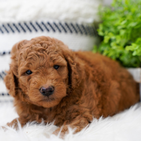 Theodore (Goldendoodle puppy)