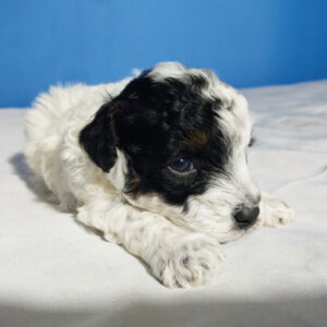 Justin (Goldendoodle puppy)