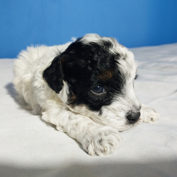 Justin (Goldendoodle puppy)