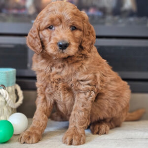 Jet (Goldendoodle puppy)