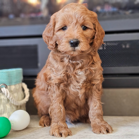 Jake (Goldendoodle puppy)