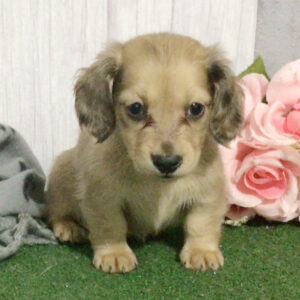 Jill (Dachshund puppy)