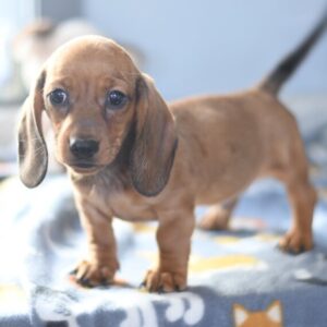 Chomper (Dachshund puppy)