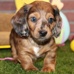 Asa (Dachshund puppy)