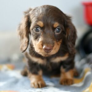 Daffy (Dachshund puppy)