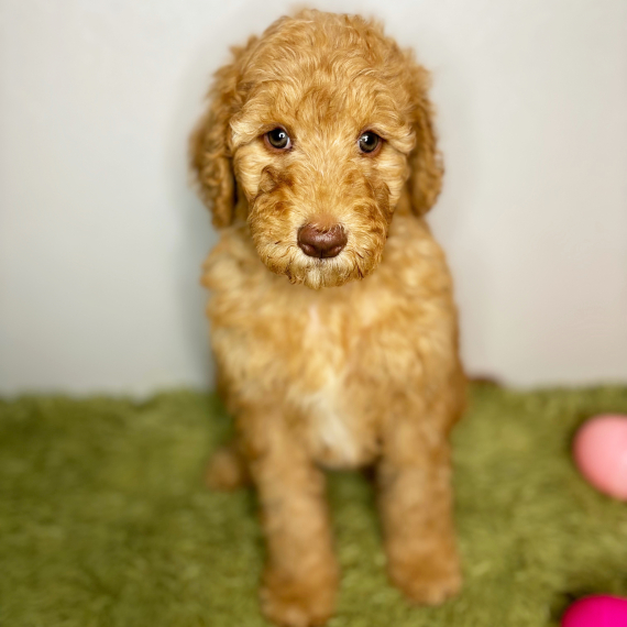 Kalila (Goldendoodle puppy)