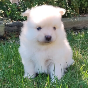 Kacee (Pomeranian puppy)