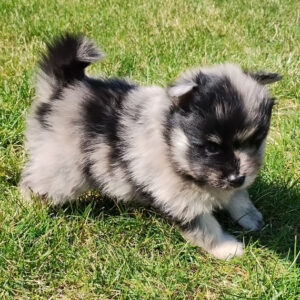 Max (Pomeranian puppy)