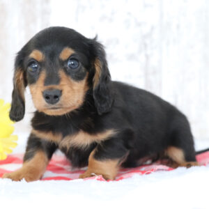Jethro (Dachshund puppy)