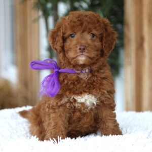 Merica (Goldendoodle puppy)