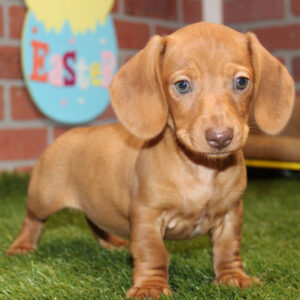 Genna (Dachshund puppy)
