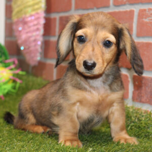 Genesis (Dachshund puppy)