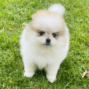 Jupiter (Pomeranian puppy)