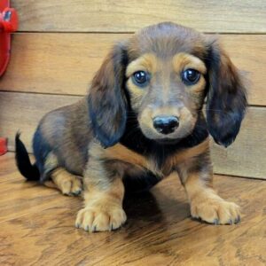 Audie (Dachshund puppy)