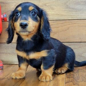 Archie (Dachshund puppy)