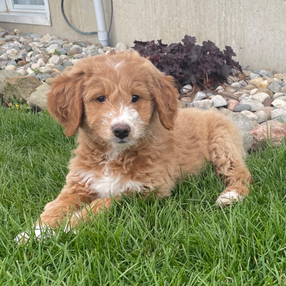 Zora (Goldendoodle puppy)