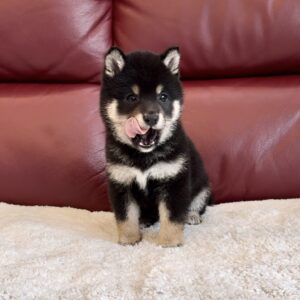 Micah (Shiba Inu puppy)