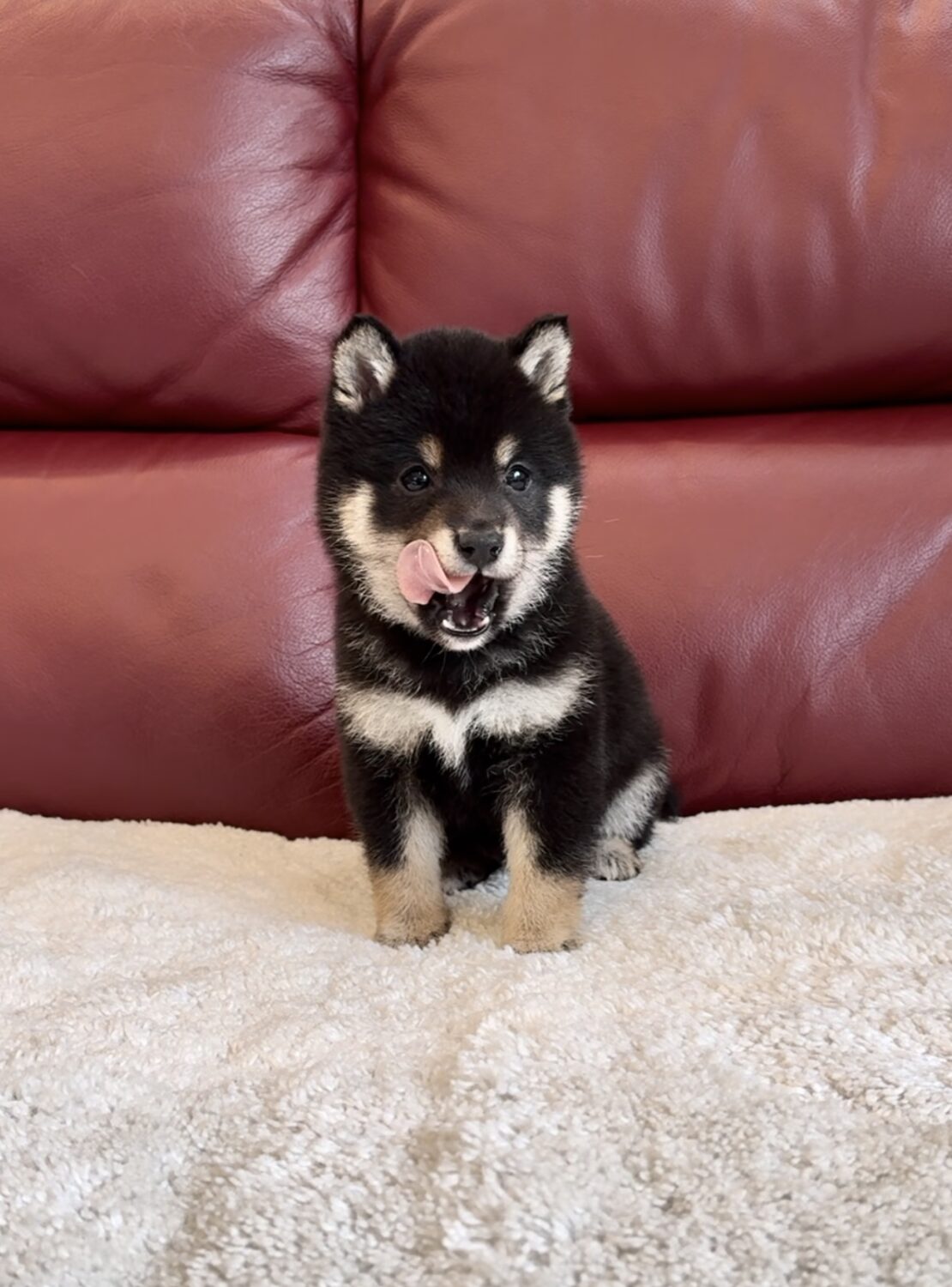 Micah (Shiba Inu puppy)