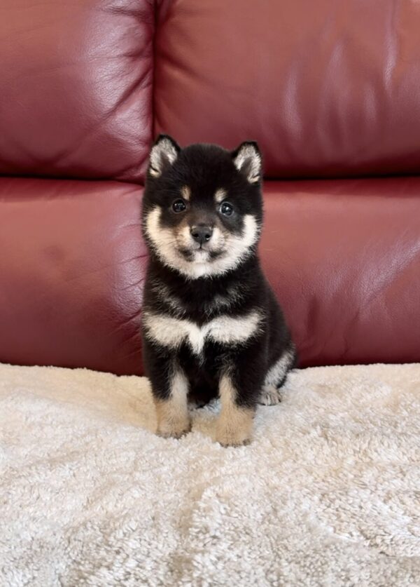 Micah (Shiba Inu puppy) - Image 3