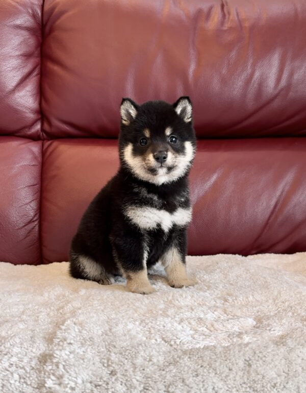 Micah (Shiba Inu puppy) - Image 4
