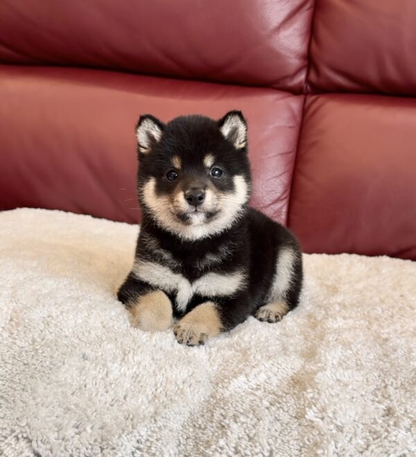 Micah (Shiba Inu puppy) - Image 5