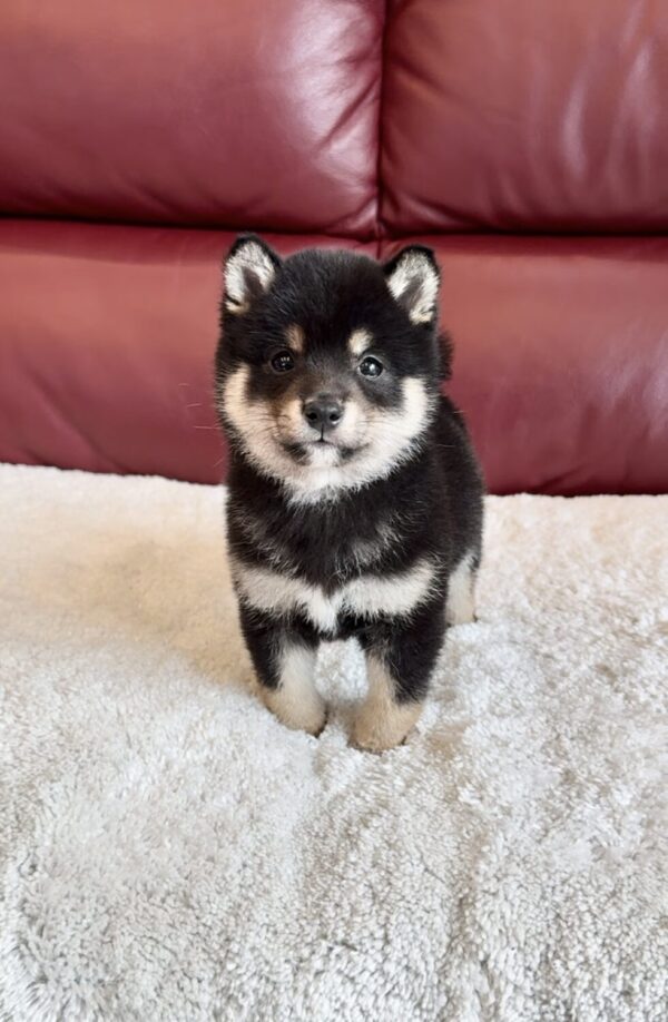 Micah (Shiba Inu puppy) - Image 6