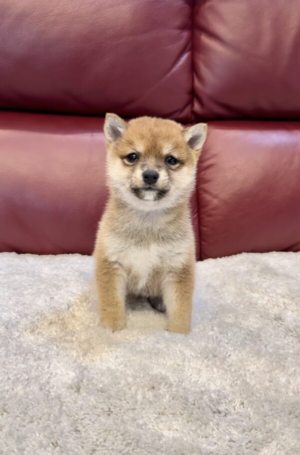 Harper (Shiba Inu Puppy) - Image 2