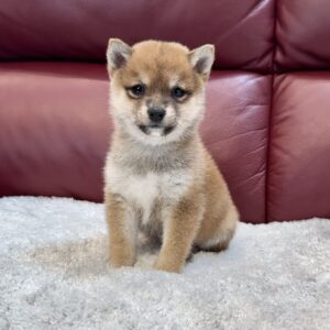 Harper (Shiba Inu Puppy)