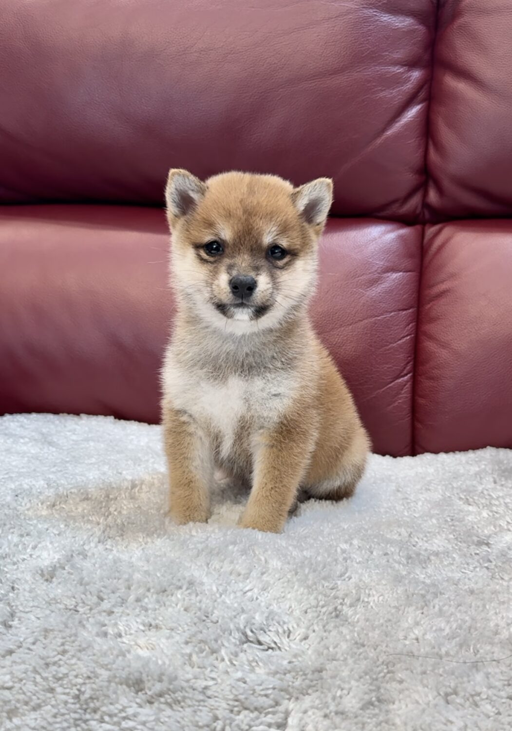 Harper (Shiba Inu Puppy)