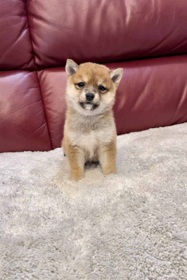 Harper (Shiba Inu Puppy) - Image 5