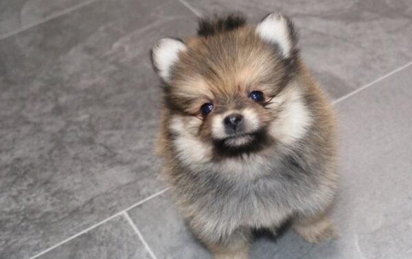 Twister (Pomeranian puppy) - Image 7
