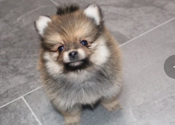 Twister (Pomeranian puppy) - Image 5