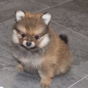 Twister (Pomeranian puppy)