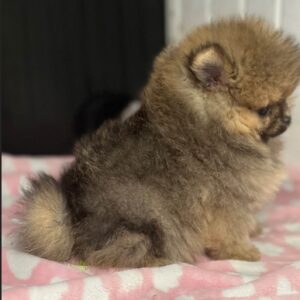 Sire (Pomeranian puppy)