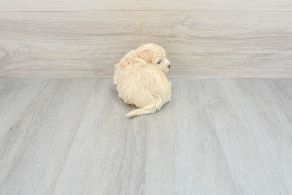 Cheerio (Maltipoo puppy) - Image 2