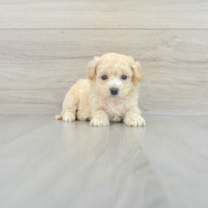 Cheerio (Maltipoo puppy)