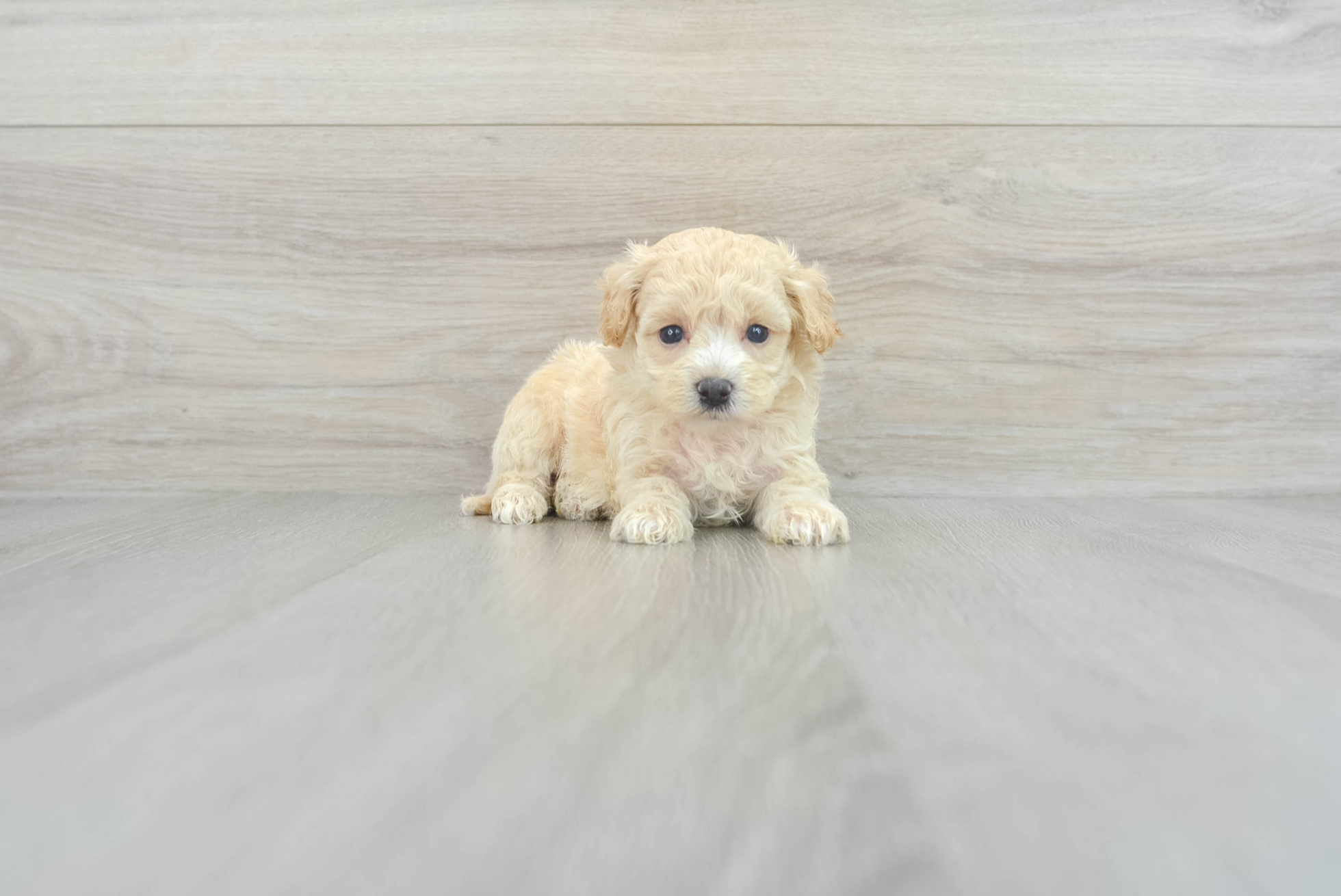 Cheerio (Maltipoo puppy)
