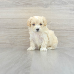 Colton (Maltipoo puppy)