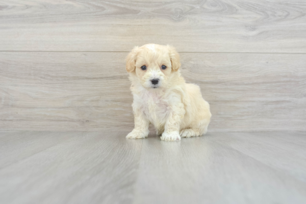 Colton (Maltipoo puppy)