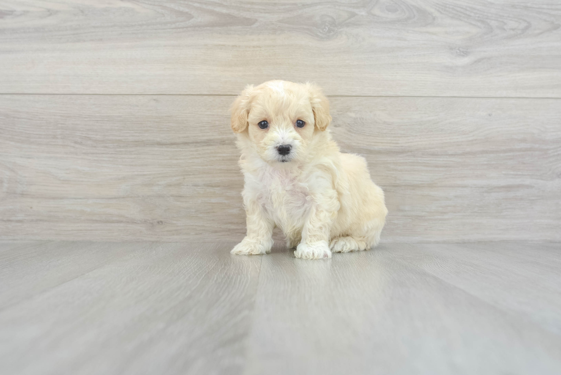 Colton (Maltipoo puppy)