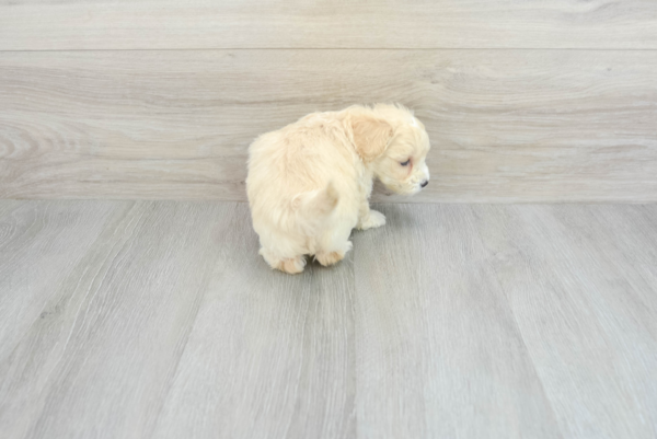 Colton (Maltipoo puppy) - Image 3
