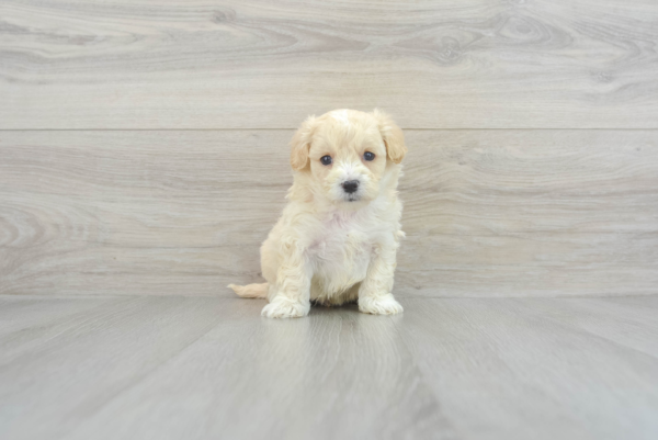 Colton (Maltipoo puppy) - Image 4