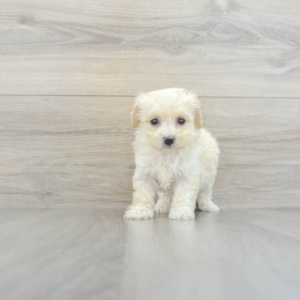 Contessa (Maltipoo puppy)