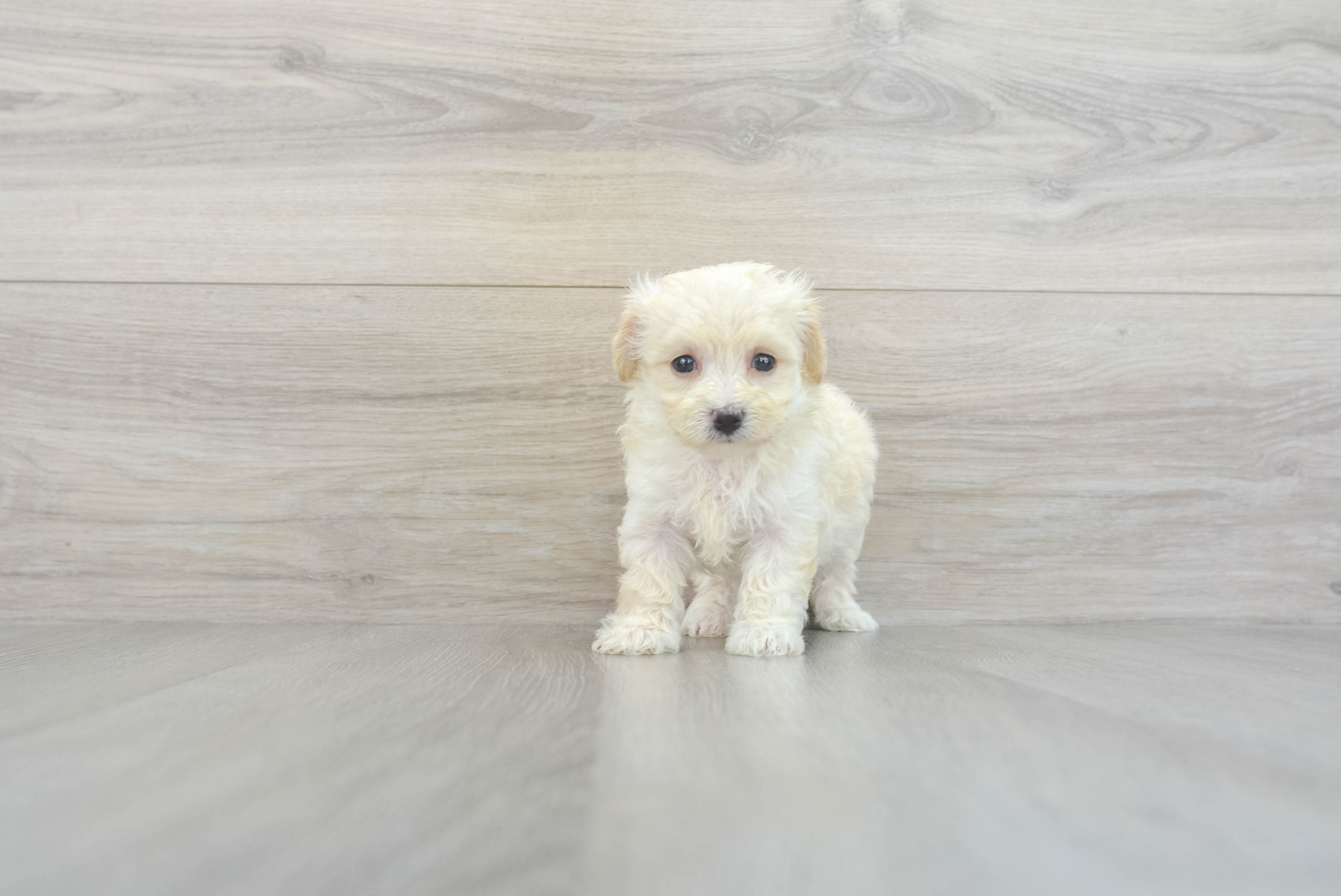 Contessa (Maltipoo puppy)