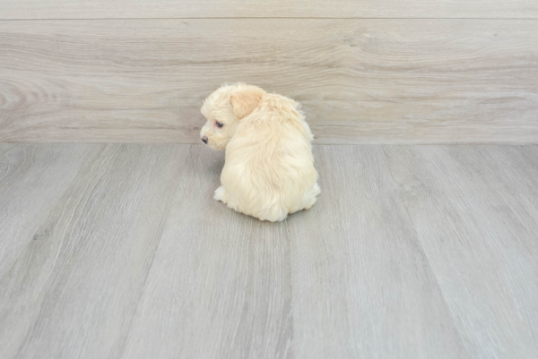 Contessa (Maltipoo puppy) - Image 3