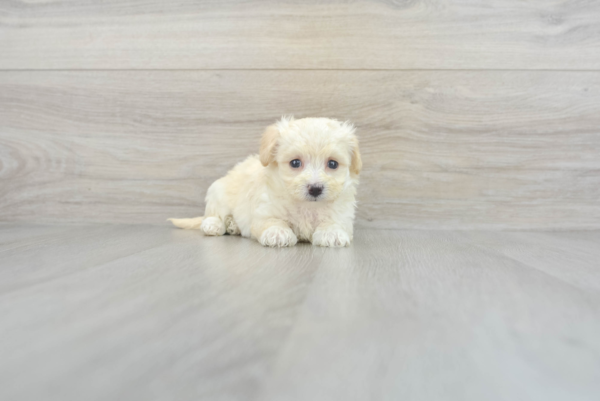 Contessa (Maltipoo puppy) - Image 4